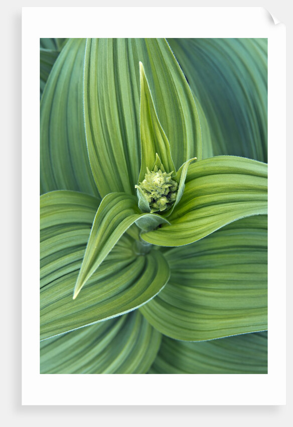 Veratrum viride by Anonymous
