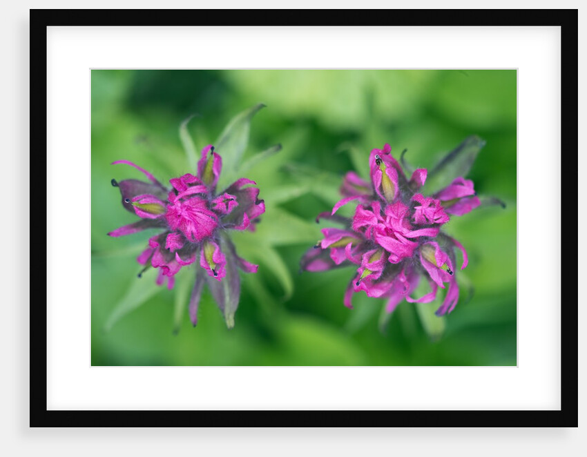 Castilleja parviflora by Anonymous