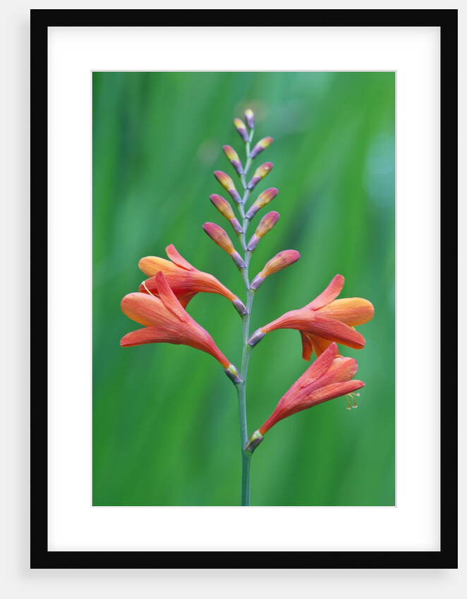 Crocosmia by Anonymous