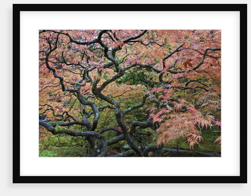Japanese Maple by Anonymous