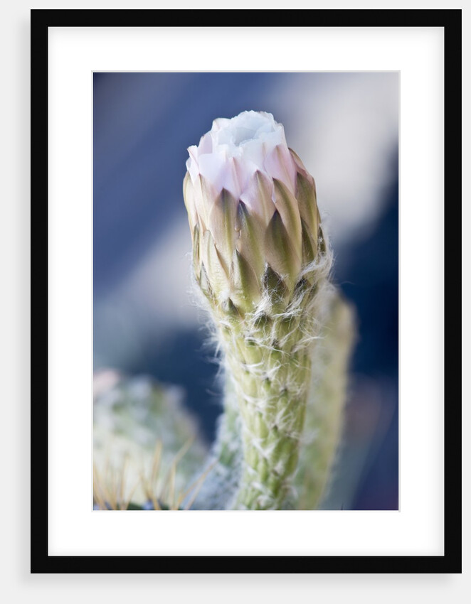 Cactus Flower by Anonymous
