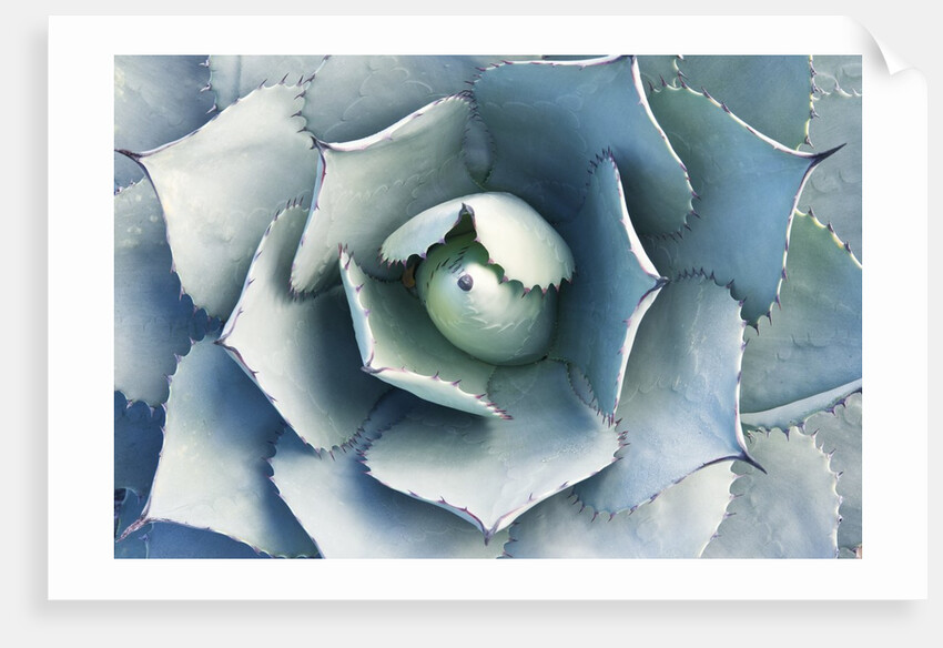 Agave by Anonymous