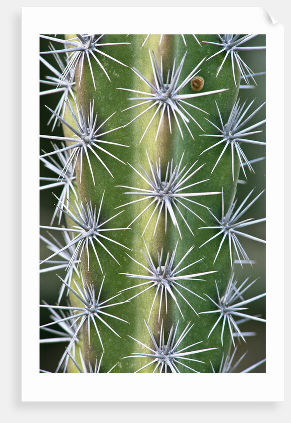 Octopus Cactus by Anonymous