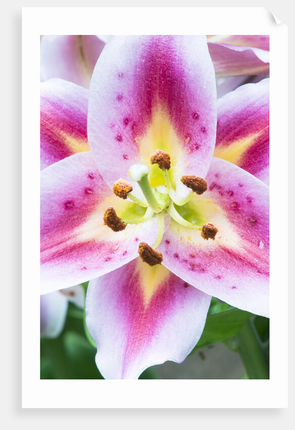 Lily Closeup by Anonymous