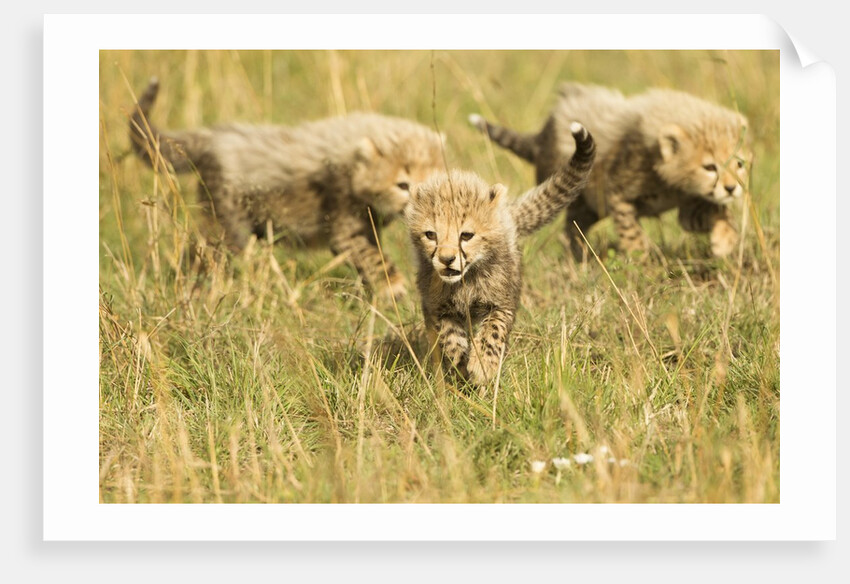 Three Cheetah Cubs Playing in the grass in the Masai Mara by Anonymous