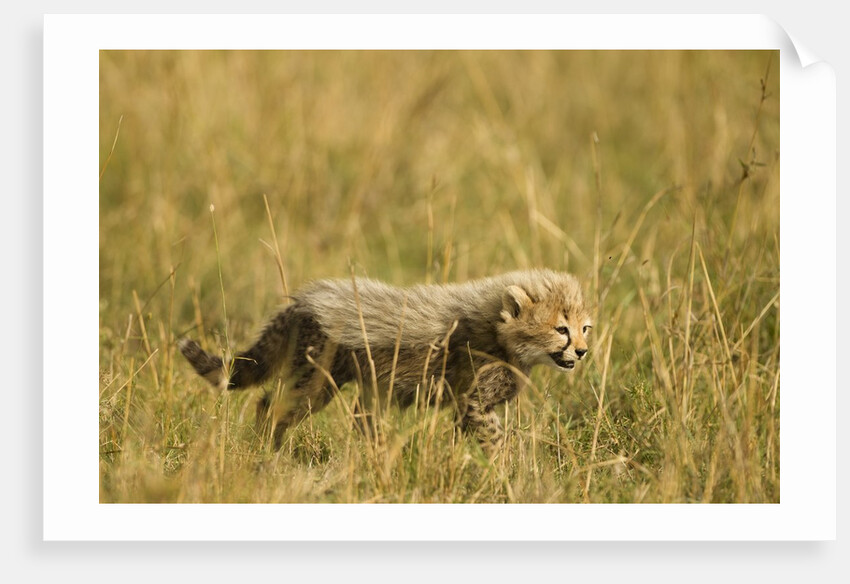 Cheetah Cub Playing in the grass in the Masai Mara by Anonymous