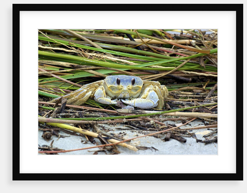 Crab - Crustaceans by Anonymous