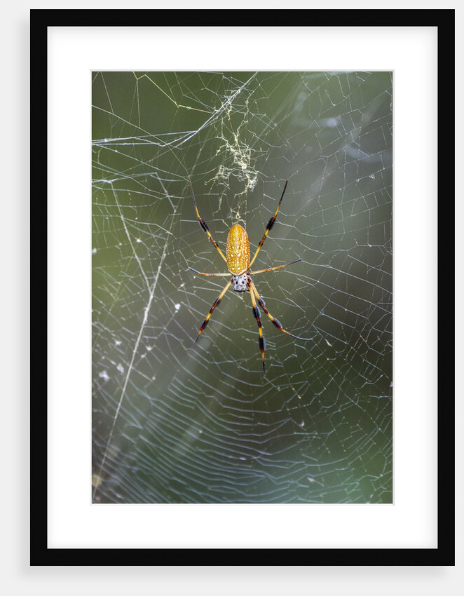 Orb Weaver - Arachnids by Anonymous