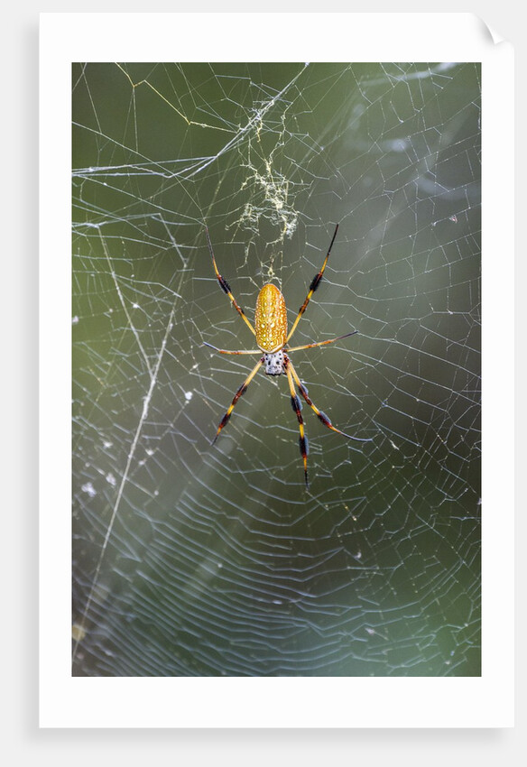 Orb Weaver - Arachnids by Anonymous