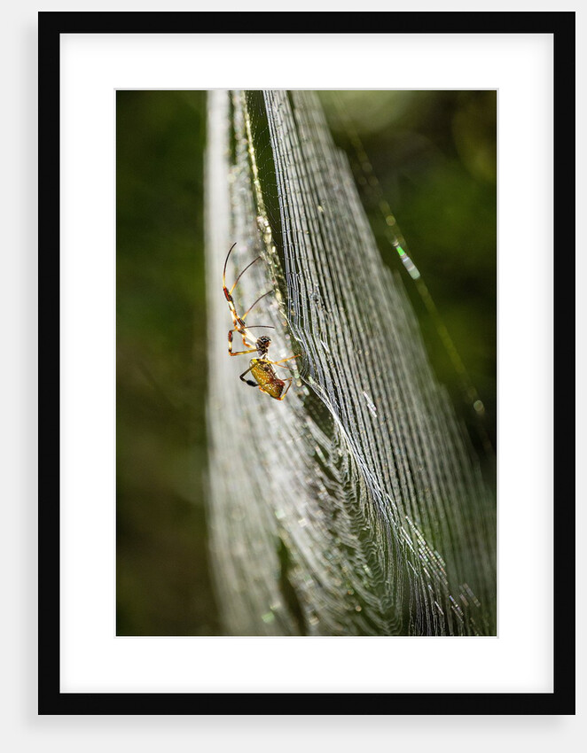 Orb Weaver - Arachnids by Anonymous