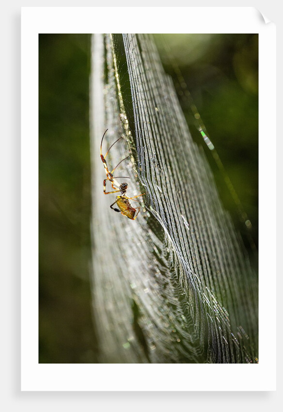 Orb Weaver - Arachnids by Anonymous
