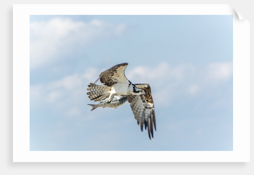 Osprey by Anonymous