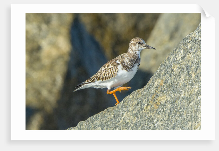 Ruddy Turnstone by Anonymous