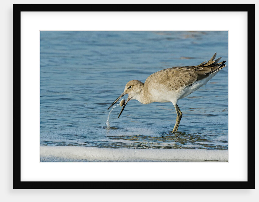 Willet by Anonymous