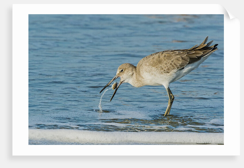 Willet by Anonymous