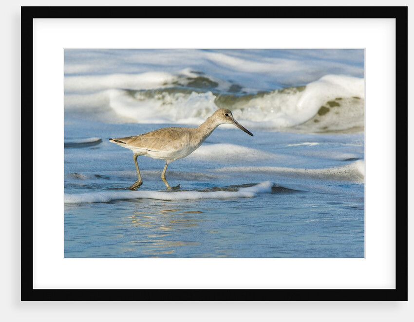 Willet by Anonymous