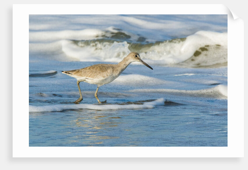 Willet by Anonymous