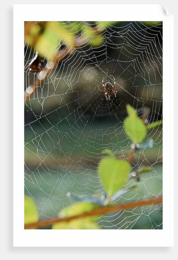 Orb Web Spiders - Garden Spider by Anonymous