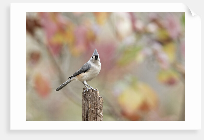 Tufted Titmouse by Anonymous