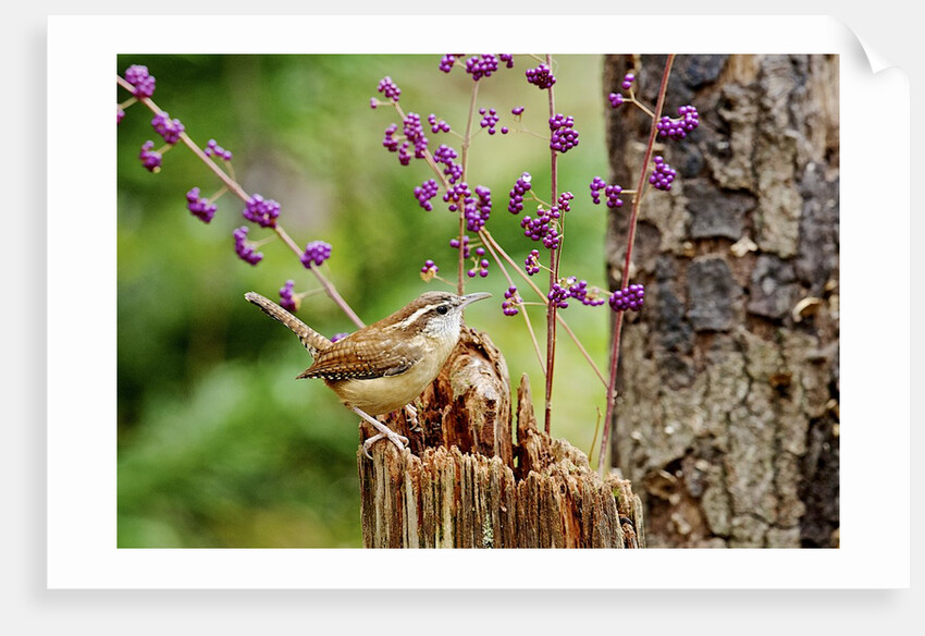 Carolina Wren by Anonymous