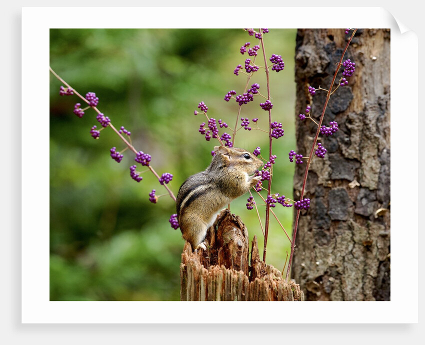 Eastern Chipmunk by Anonymous