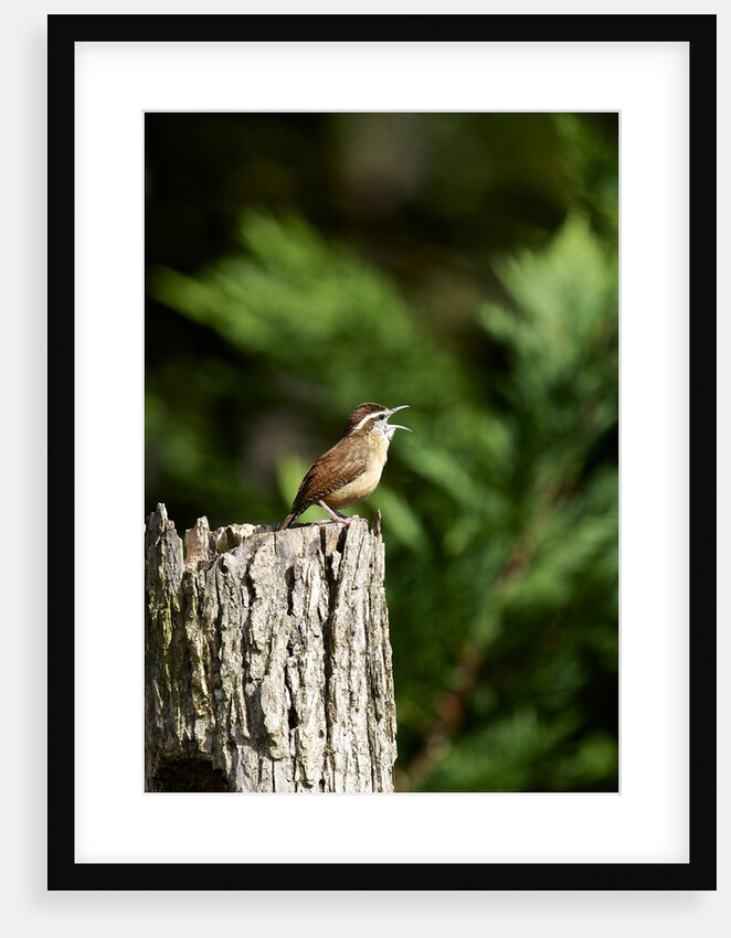 Carolina Wren by Anonymous