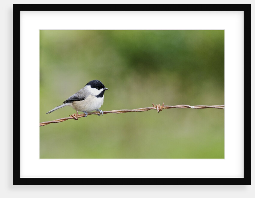 Carolina Chickadee by Anonymous