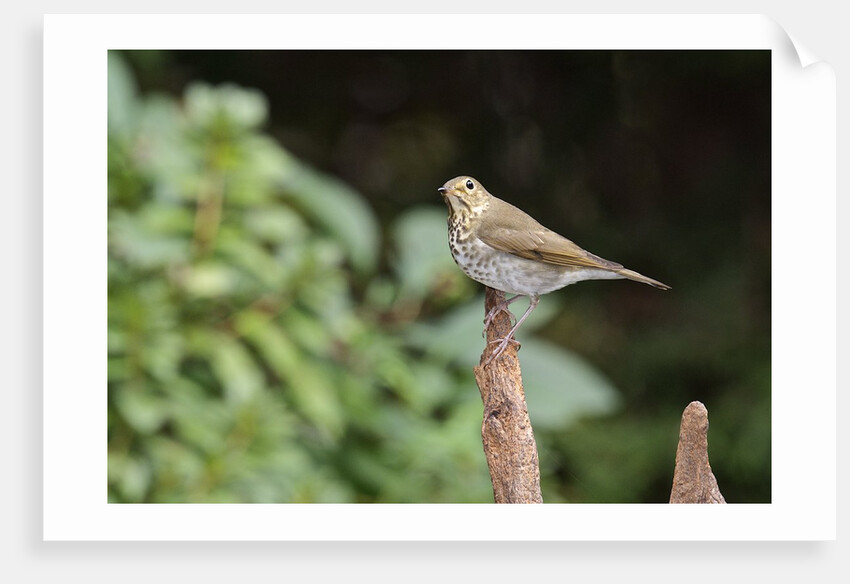 Hermit Thrush by Anonymous