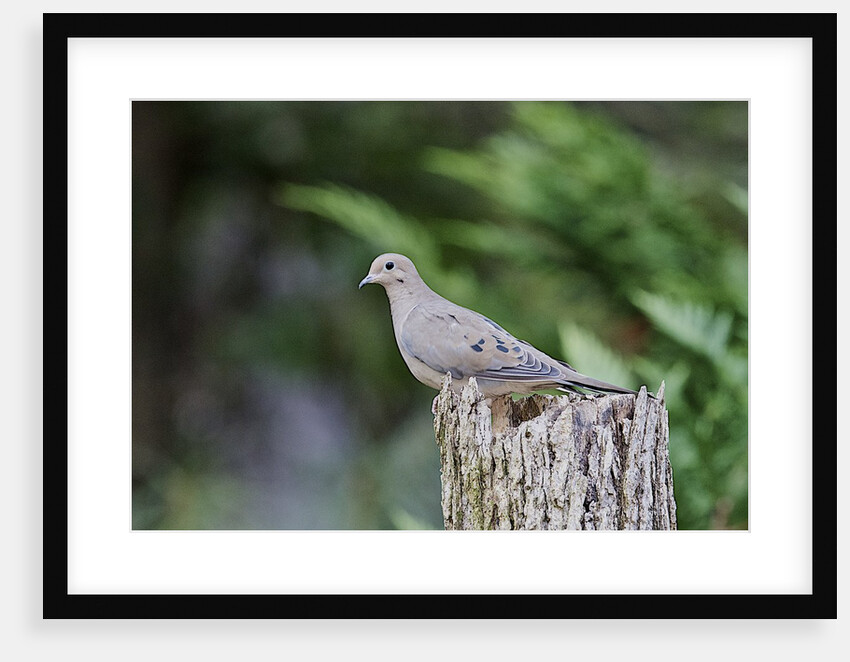 Mourning Dove by Anonymous