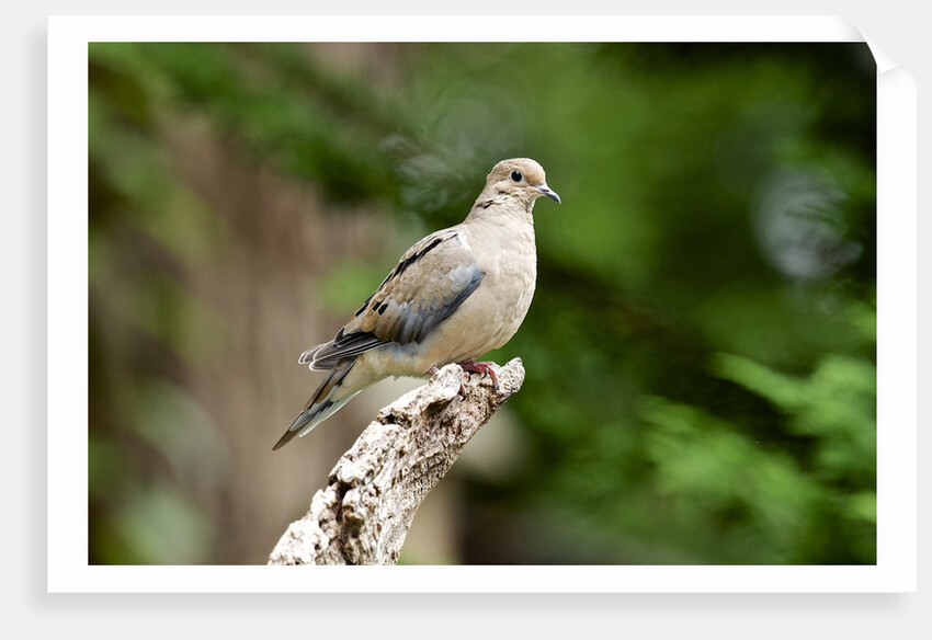 Mourning Dove by Anonymous