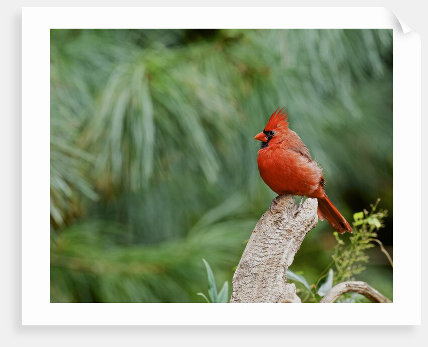 Northern Cardinal by Anonymous