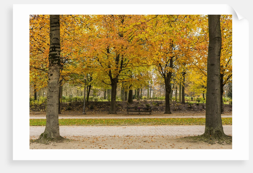 Parc de Bruxelles (Brussels Park) in autumn (fall) by Anonymous