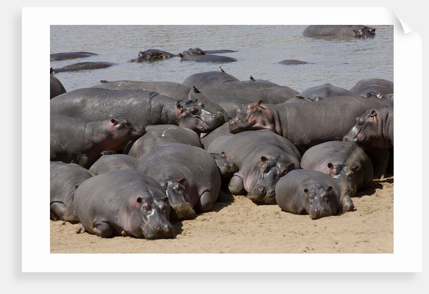 Hippopotamus herd resting by Anonymous