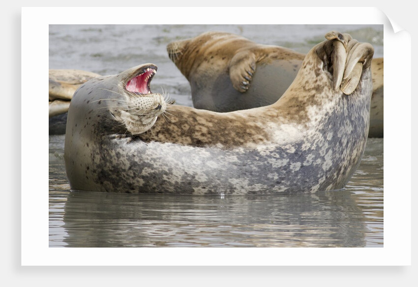 Harbor Seal hauled out by Anonymous