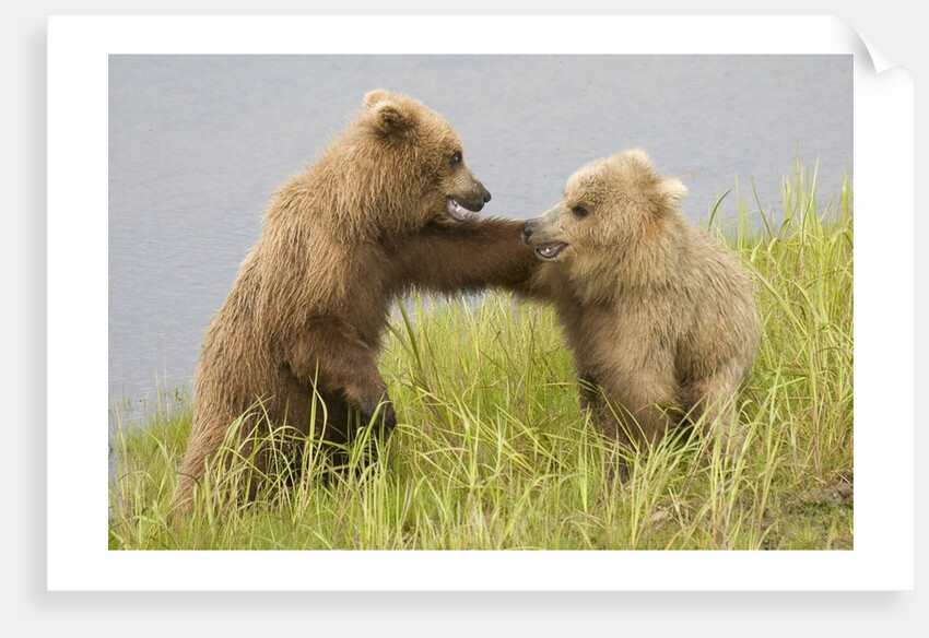Brown (Grizzly) Bears by Anonymous