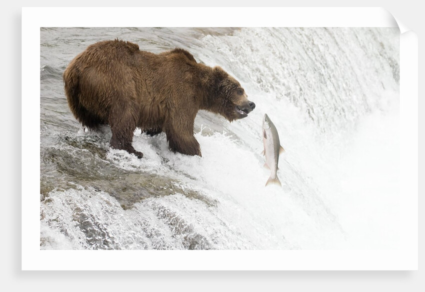 Brown (Grizzly) Bear about to catch a leaping Salmon by Anonymous