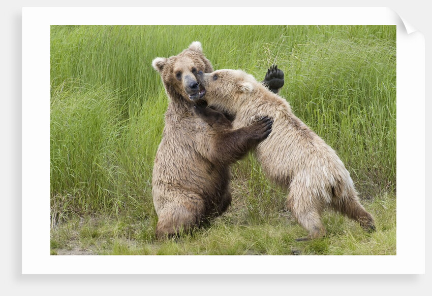 Pair of Brwon (Grizzly) Bears play fighting by Anonymous