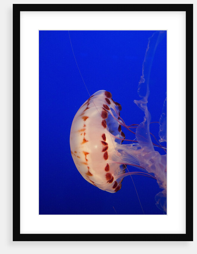 Purple-Striped Jelly by Anonymous