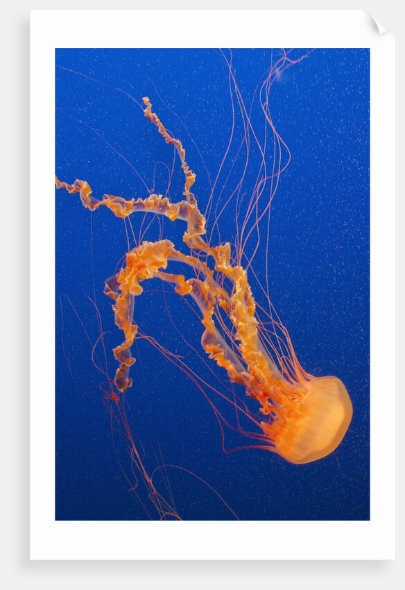 Black Sea Nettle by Anonymous