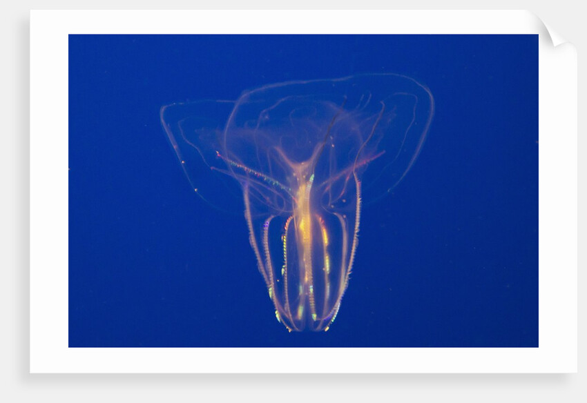 Comb Jelly by Anonymous