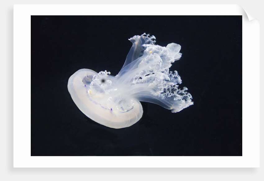 Barrel Jelly by Anonymous
