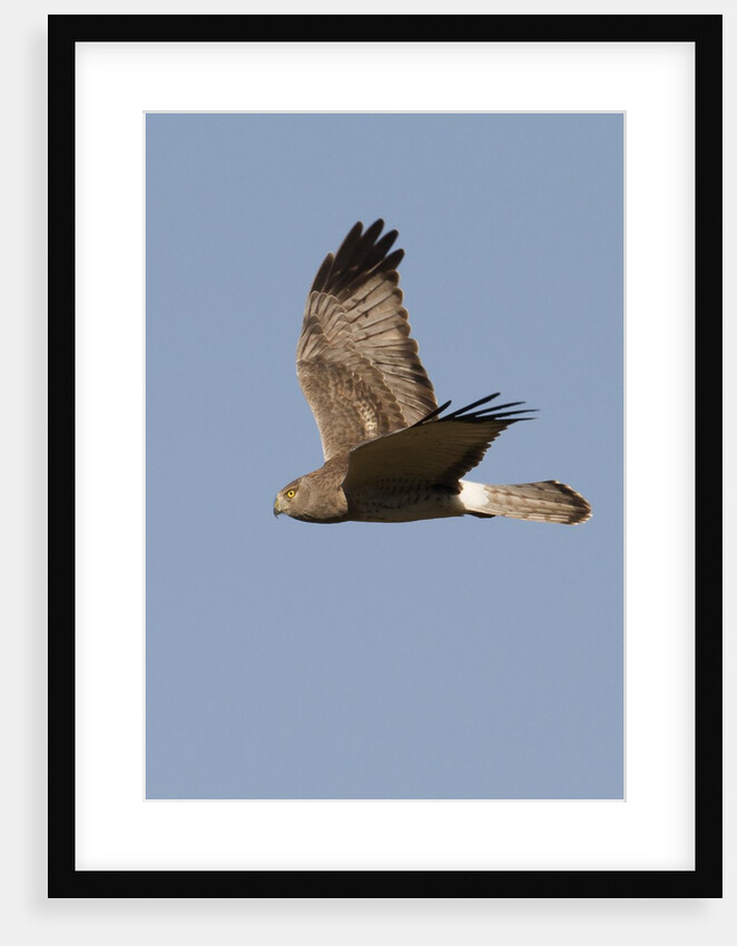 Northern Harrier in flight by Anonymous
