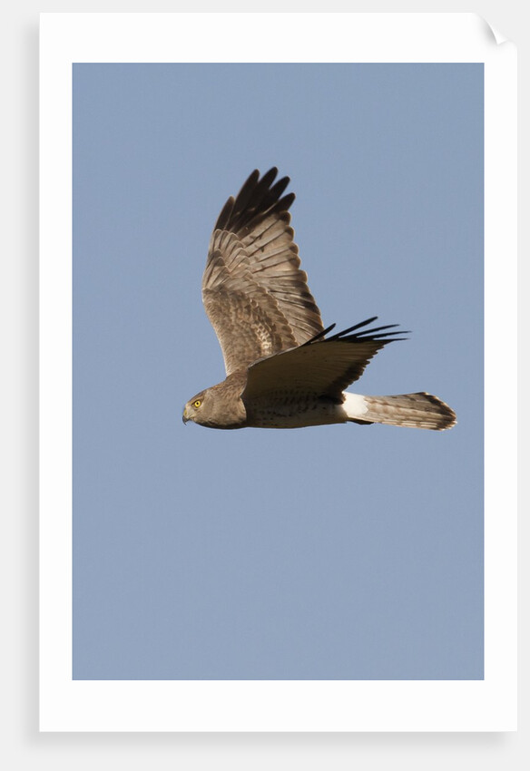 Northern Harrier in flight by Anonymous