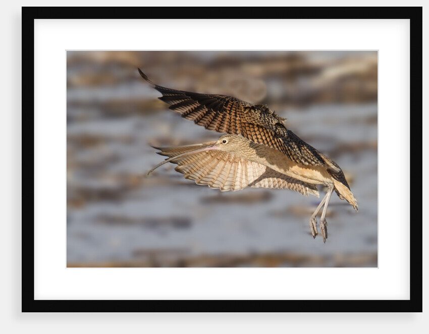 Long-Billed Curlew landing by Anonymous