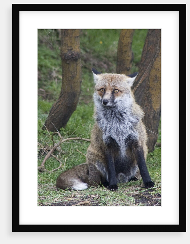 Red Fox by Anonymous