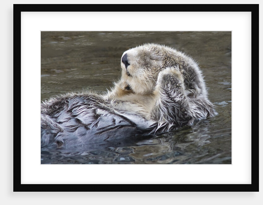 Southern Sea Ottter floats with paws out of the water by Anonymous