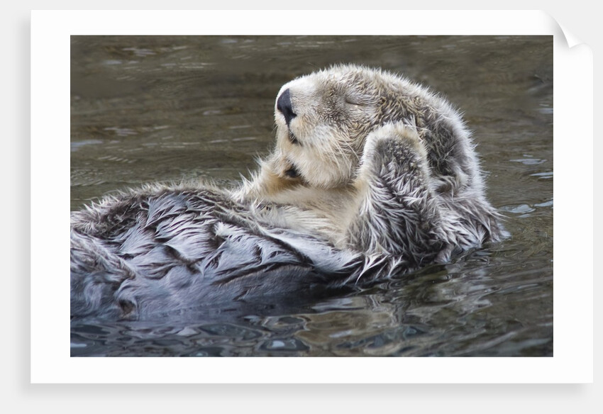Southern Sea Ottter floats with paws out of the water by Anonymous