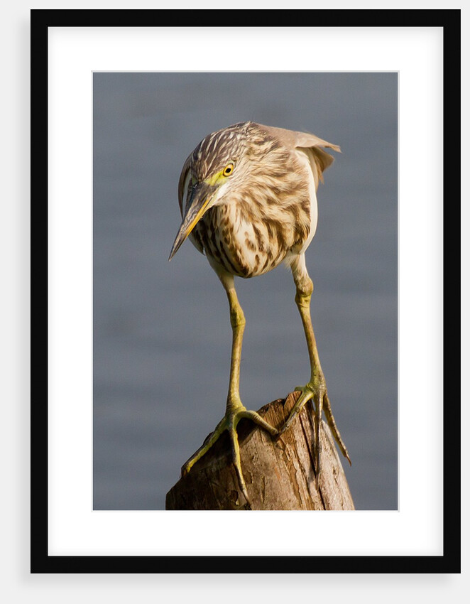 Indian Pond Heron by Anonymous