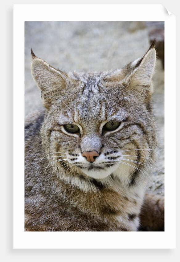 Bobcat closeup by Anonymous