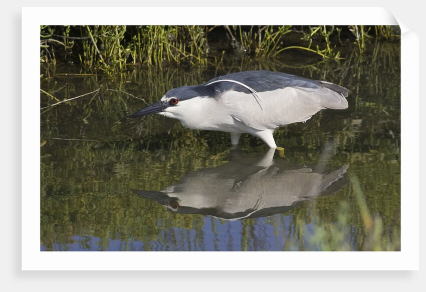 Black-Crowned Night-Heron hunting by Anonymous